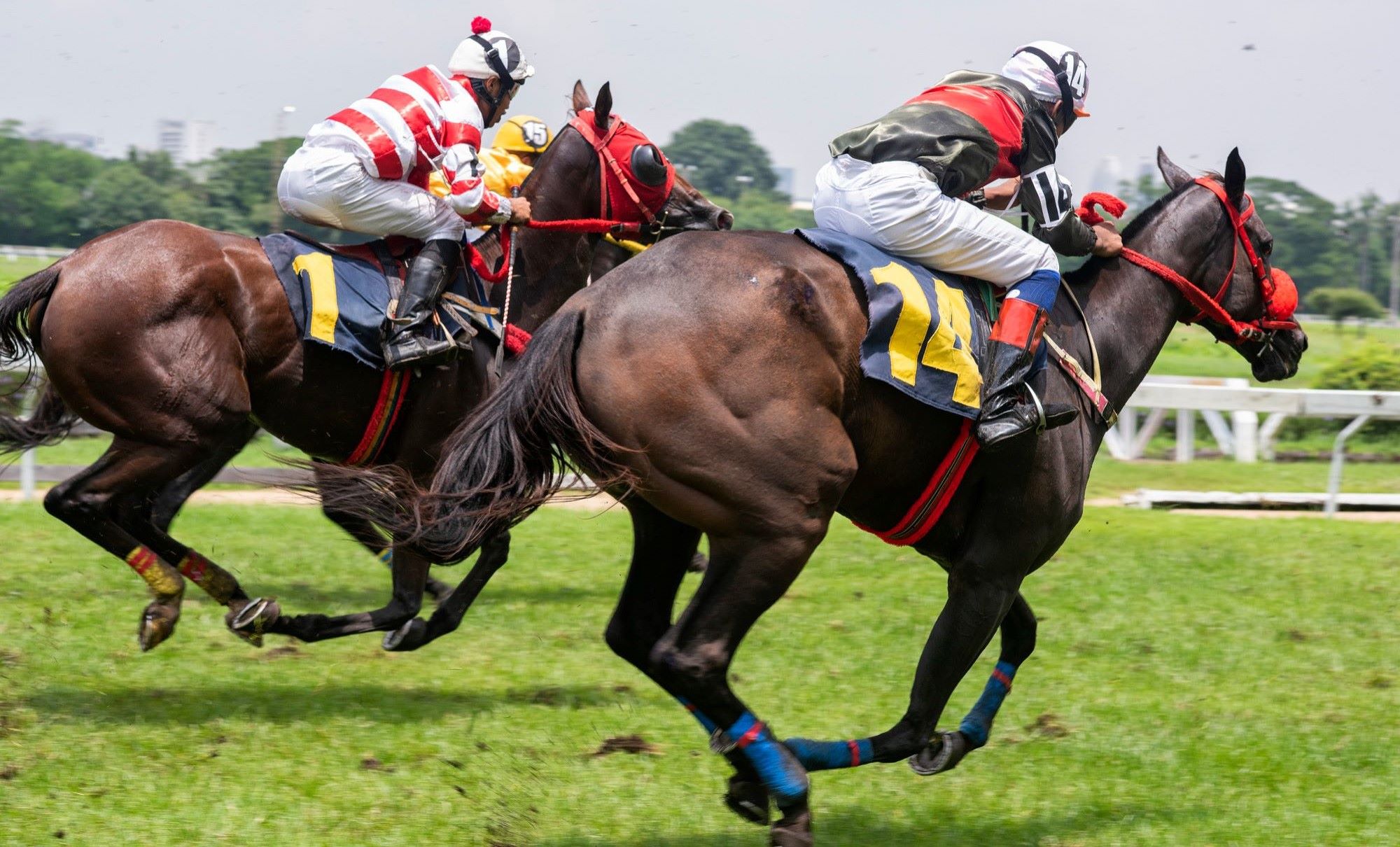 Best Odds for Horse Racing Betting